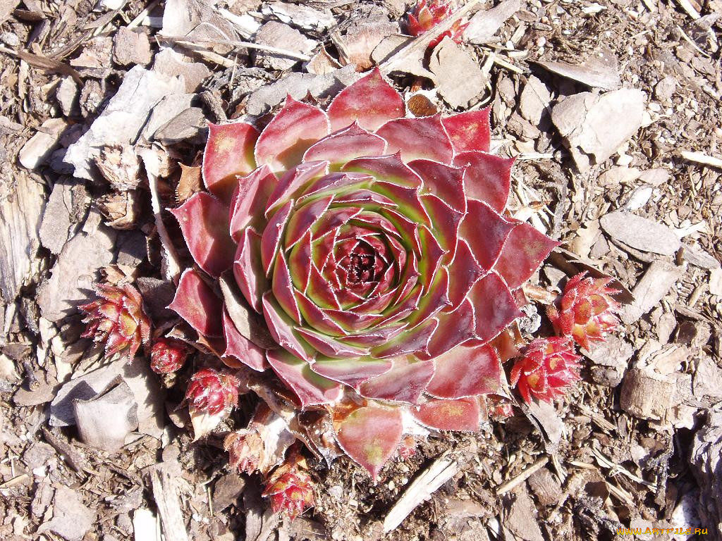 echeveria, 